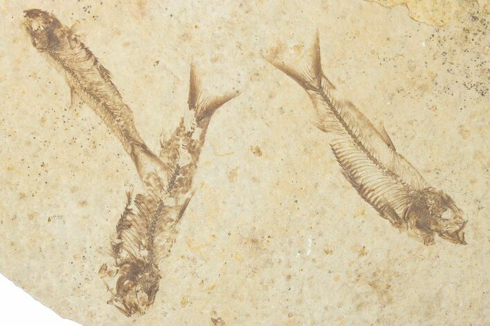 Fossil Fish (Knightia) Mortality Plate - Wyoming #339043